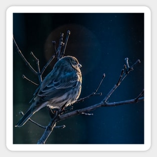 Finch At First Light Sticker